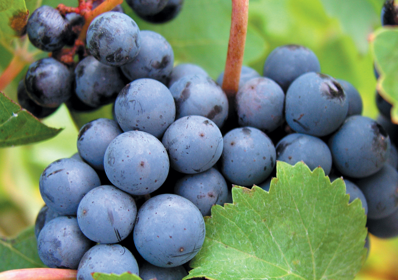 red wine grapes